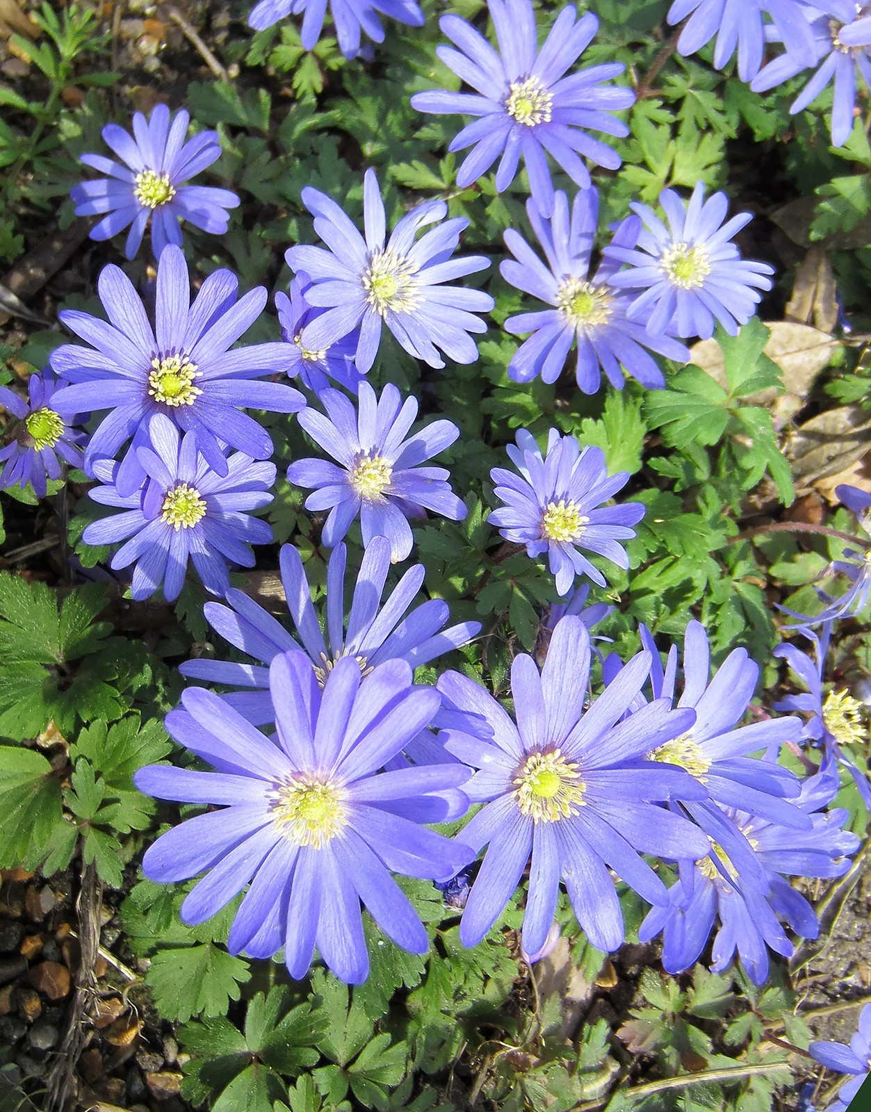Blue Shades Anemone blanda – 25 bulbs