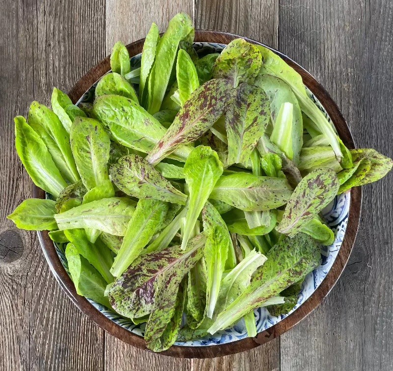 Lettuce Freckles Romaine 500 – 5000 seeds Heat resistant baby leaf non GMO