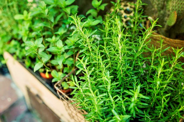 500 COMMON THYME SEEDS | SALE FREE SHIPPING NON GMO HEIRLOOM