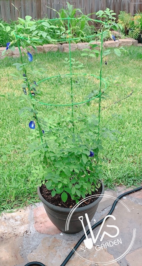 BLUE BUTTERFLY PEA, CLITORIA TERNATEA SEEDS, HẠT ĐẬU BIẾC (10 pcs)