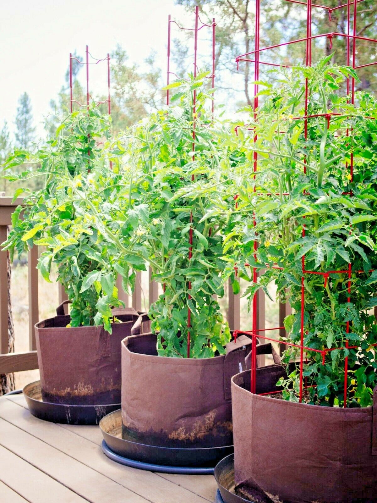 101+CHERRY TOMATO Seeds Organic Heirloom Vegetable Garden Patio Container Easy
