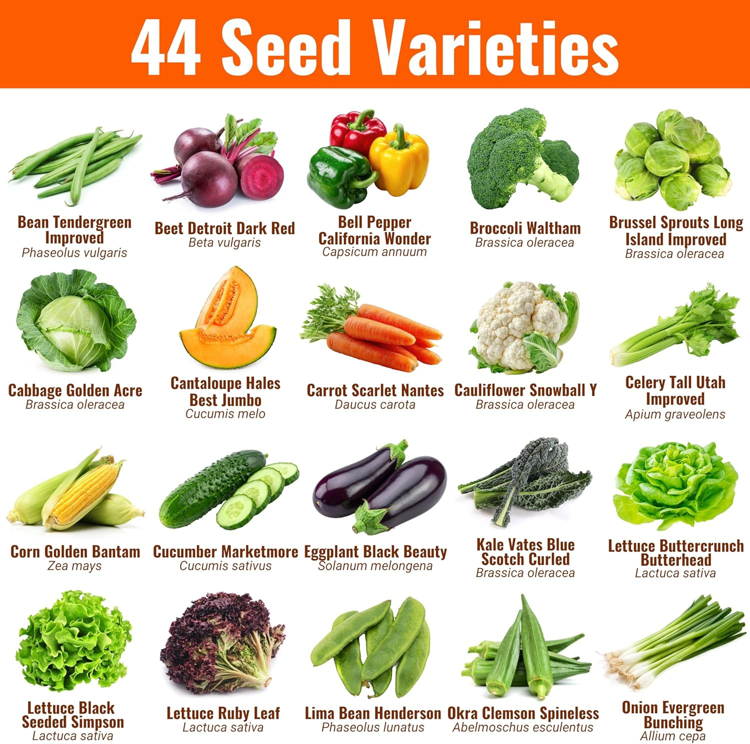 | 44 Heirloom Seed Types Variety Pack Bundle | 2026 Season | Non GMO Herbs, Vege