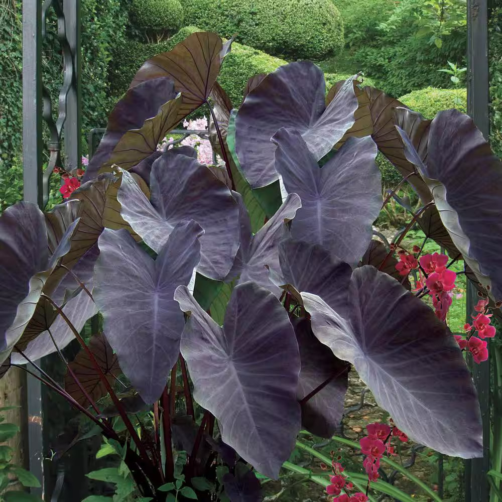 Black Magic Elephant Ears Dormant Bare Root Bulbs (2-Pack)
