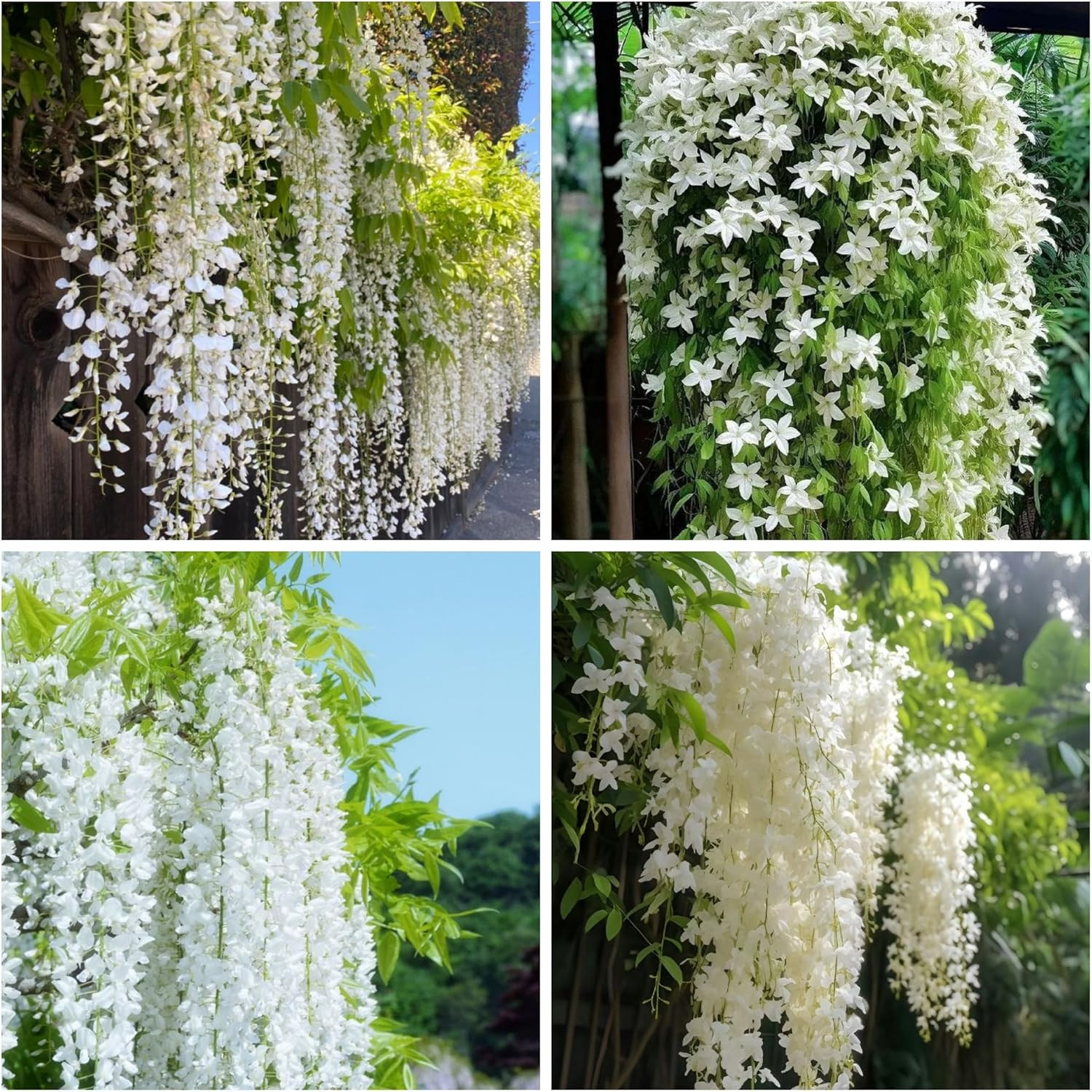 400+ Jasmine Seeds Climbing Fragrant Flower Four Seasons Garden Plant