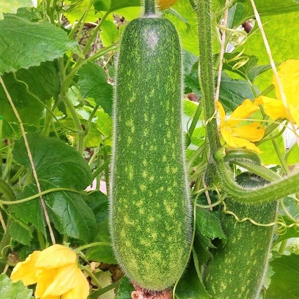 Fuzzy Melon Seeds |USA Gourd Fuzzy Star Hair Hairy Squash Chi Qua Mo Gwa 2024