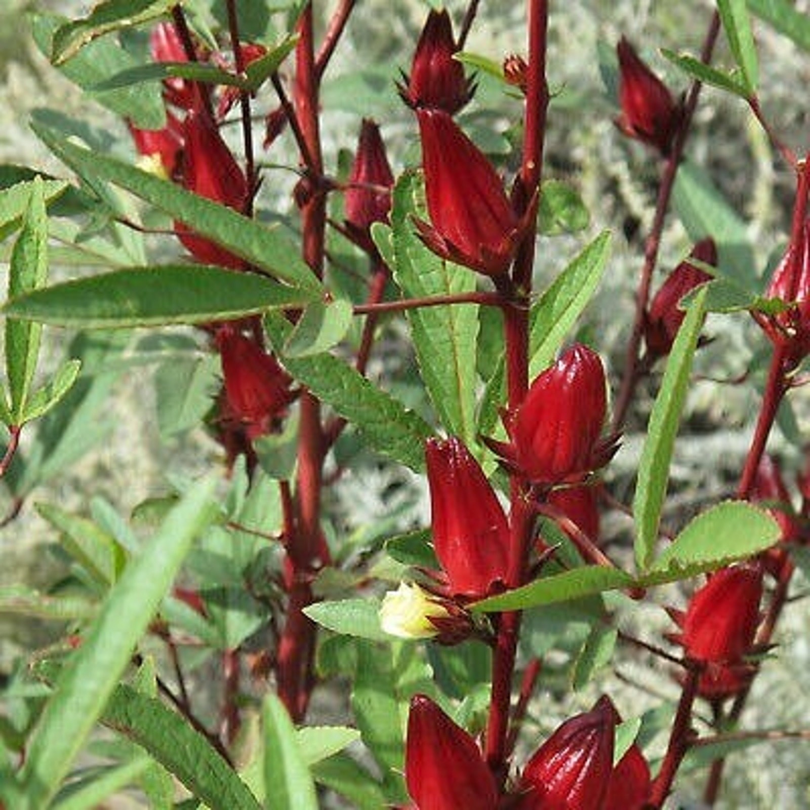 Red Hibiscus Roselle Asian Sour Leaf Seeds Non GMO Heirloom Herb Tea – 25