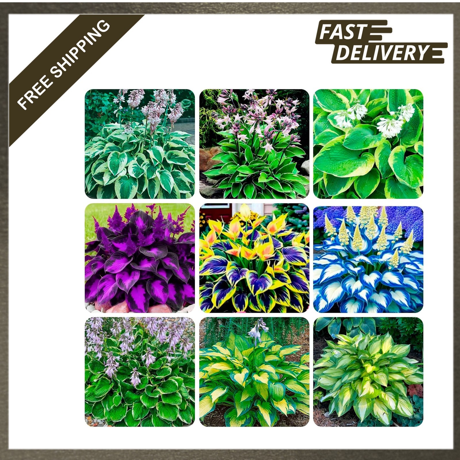 Perennial Flower Seeds Hosta 350+ Seeds for Garden Planting Outdoor Home