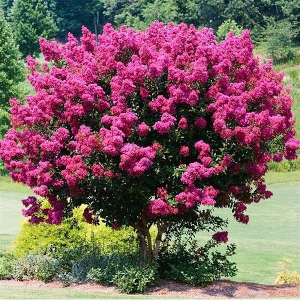 (10) CRAPE/CREPE MYRTLE SEEDS rare exotic flower garden tree USA SELLER W/TRACK
