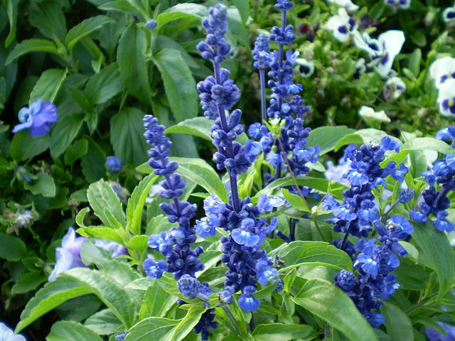 150 SEEDS – sage BLUE flower Salvia farinacea GroCo USA – Buy any 15-SHIPS FREE