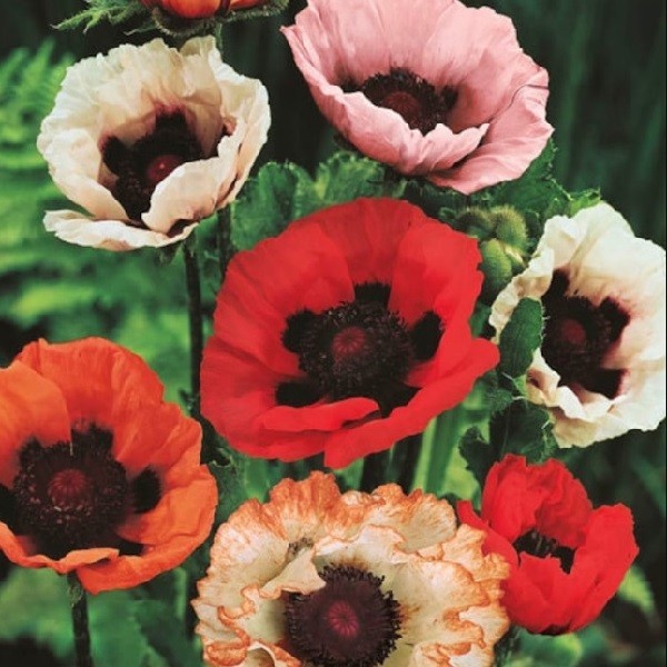 5,000+ Mixed Oriental Poppy Seeds Premium Perennial Giant Crepe-Paper Blossoms