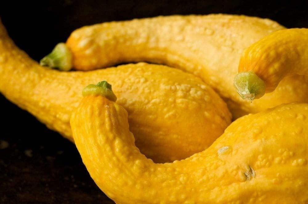 Squash Seeds, Golden Crookneck Squash Seeds, “COOL BEANS N SPROUTS” Brand.