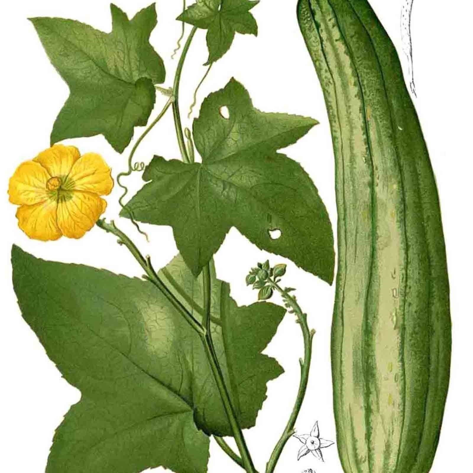 LOOFAH 10 SEEDS SPONGE LUFFA VEGETABLE SPRING HEIRLOOM VINE GOURD LOOFA NON-GMO