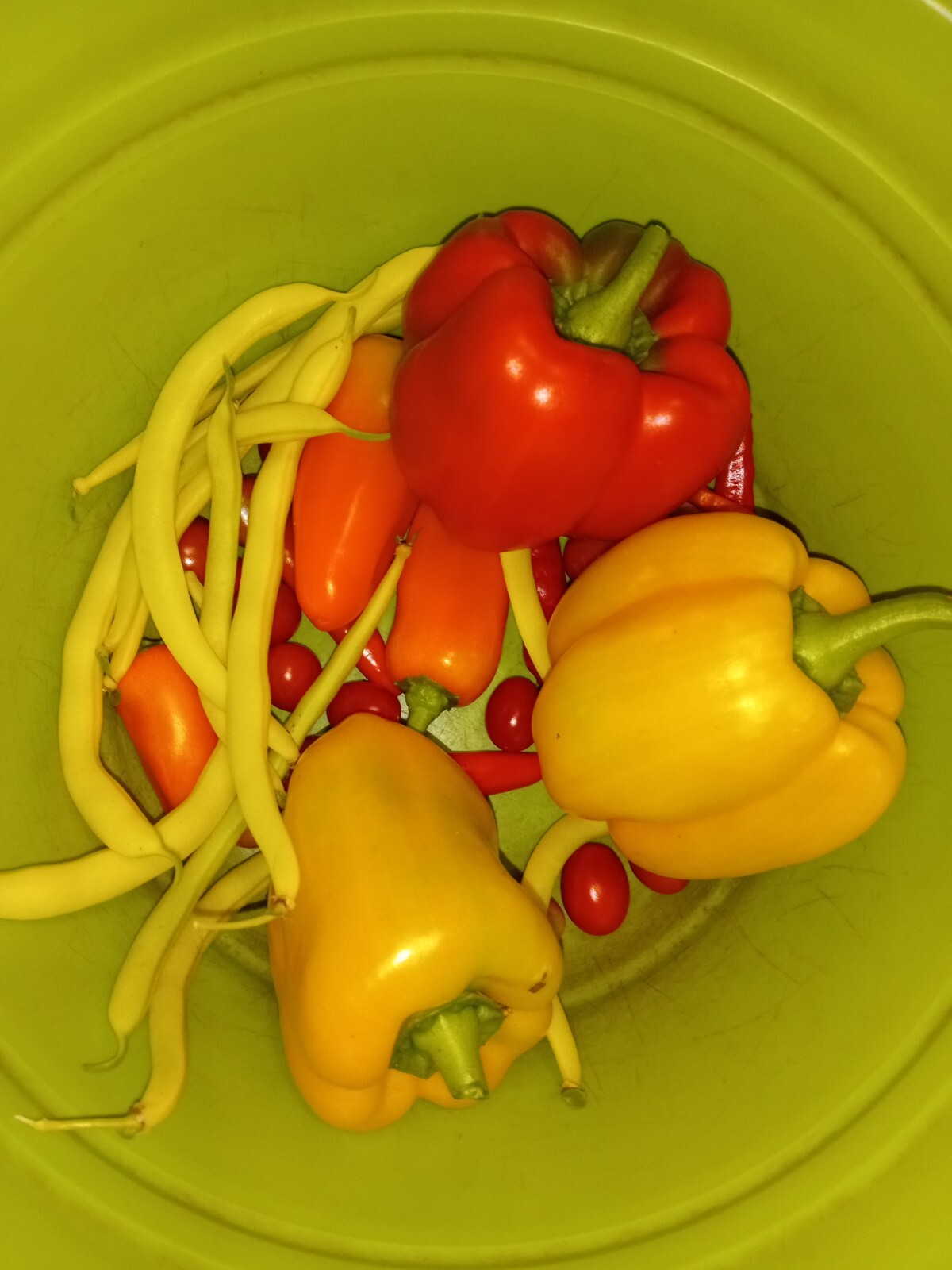 50+ Red, Orange,Yellow & Green Bell Pepper Seeds.US grown seeds.