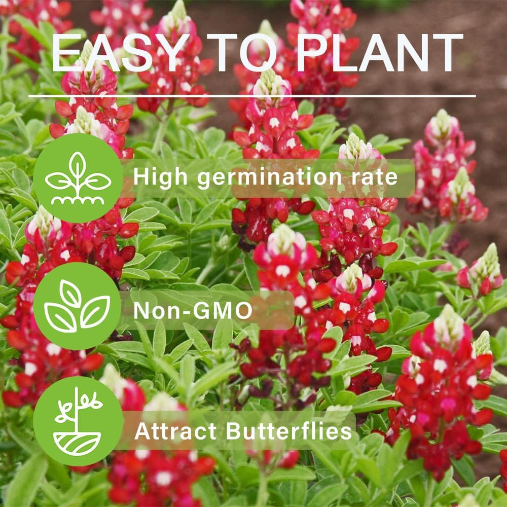 1000+ Perennial Red Texas Bluebonnet Seed-Texas Lupine Flower for Planting Grow