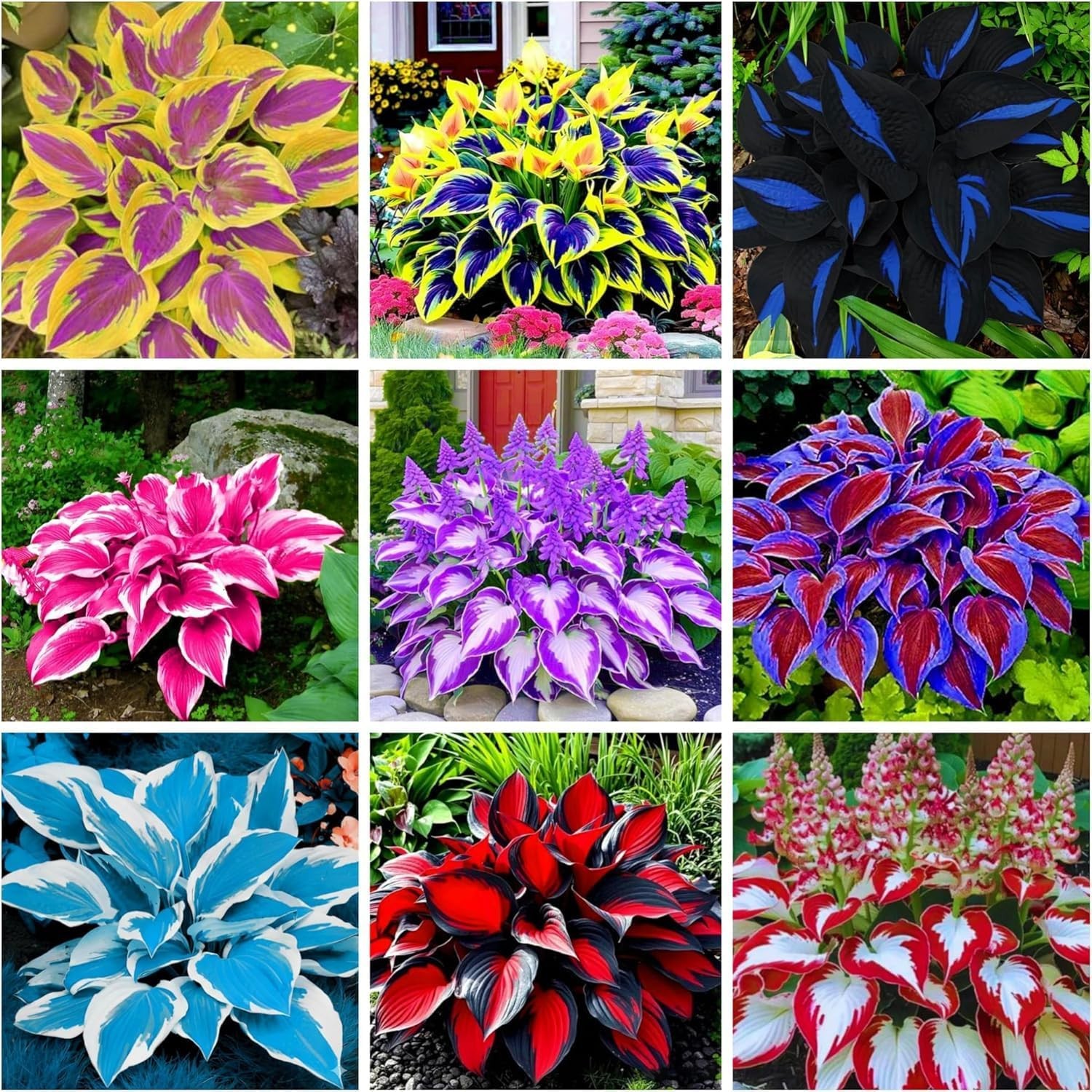 🌿350+ Mixed HOSTA SEEDS – PERENNIAL OUTDOOR SHADE GARDEN PLANTING SEEDS