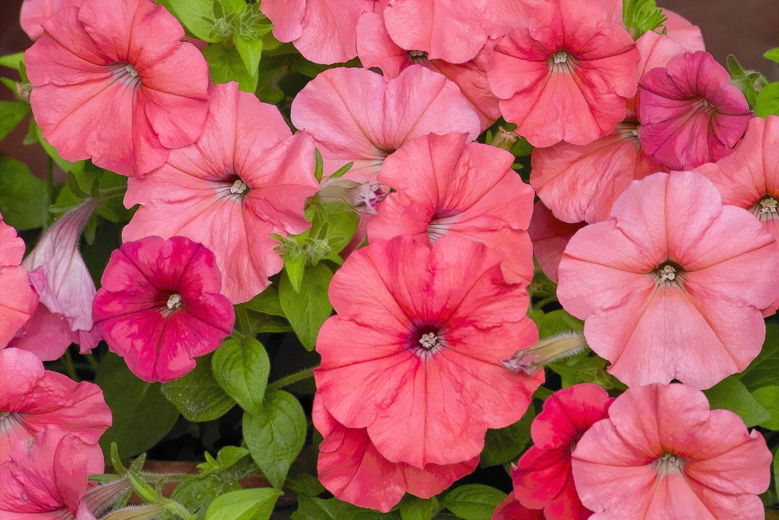250 MIXED COLORS PETUNIA Red Pink White Purple ++ Flower Seeds *Flat S/H