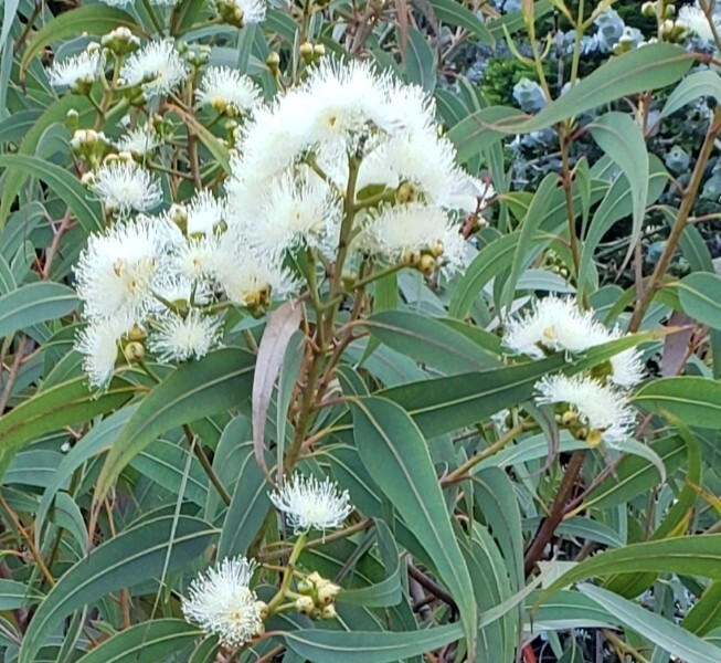 Eucalyptus eximia ssp. nana – (Corymbia) – Dwarf Yellow Bloodwood – Fresh Seeds