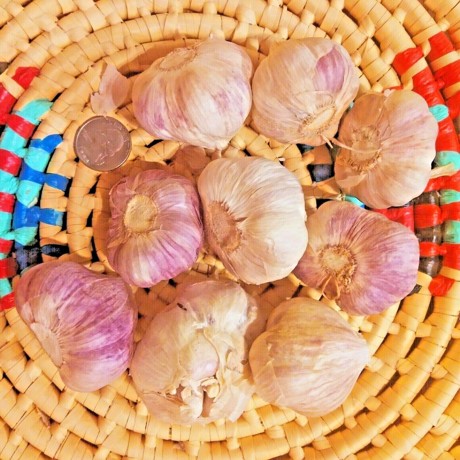 Organic GARLIC bulbs 10lbs • 5 VARIETIES Chesnok Music Italian German Russian