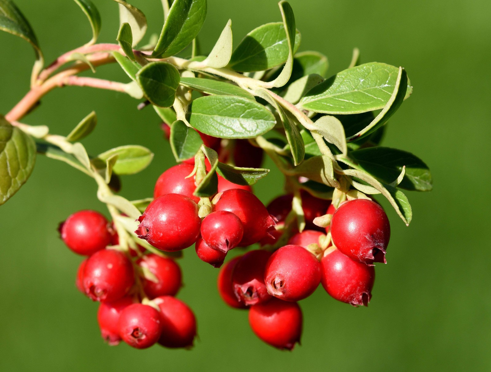 100 Perennial CRANBERRY American Vaccinium Macrocarpon Red Fruit Bush Seeds