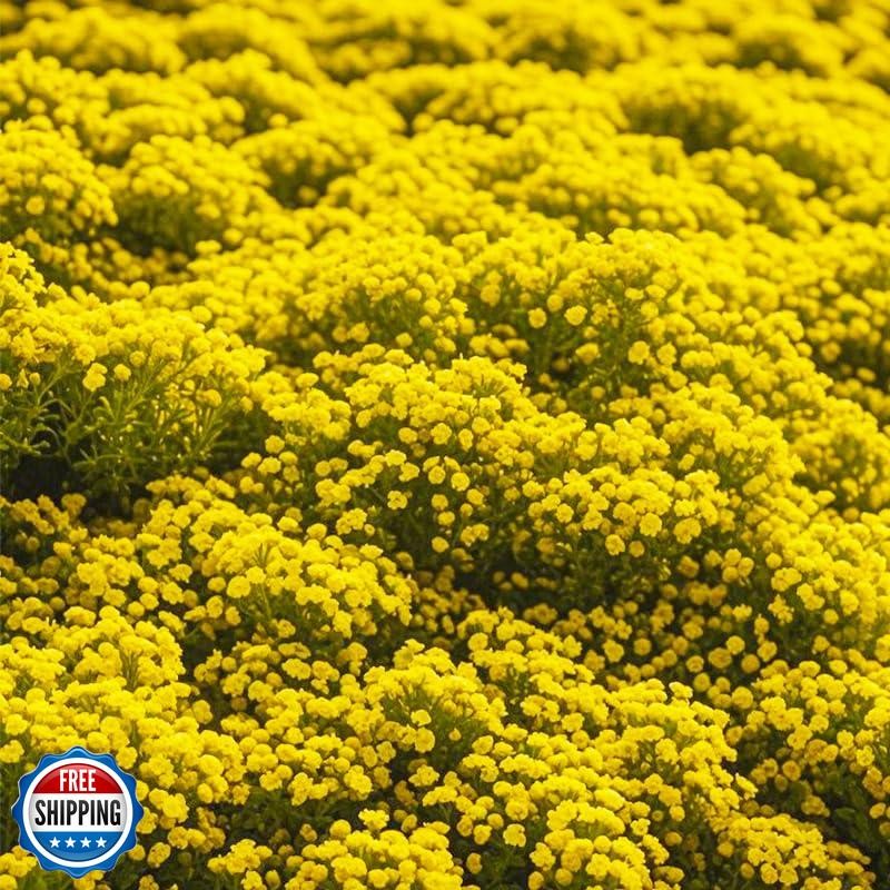 20000+ Bright Yellow Creeping Thyme Seeds Ground Cover-Low Maintenance Perenn