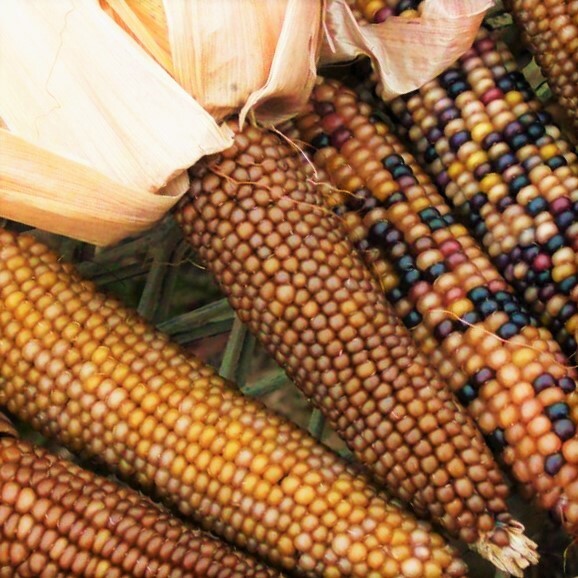 Shades of Brown Ornamental Corn Seeds | Tan Bronze Black Glass Popcorn Seed 2025