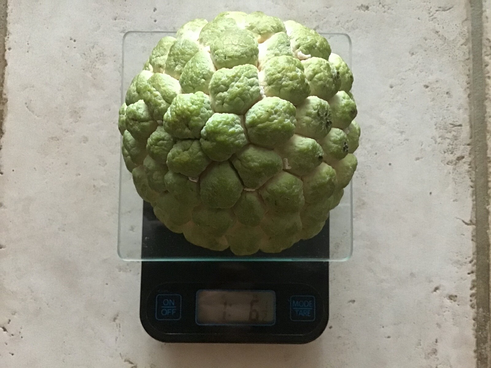 12 Seeds Organic Extra Large Sugar-Apple Custard-Apple Sweetsop Annona squamosa