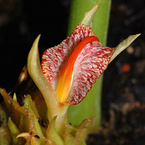 Zingiber rubens | Bengal Ginger | 10_Seeds