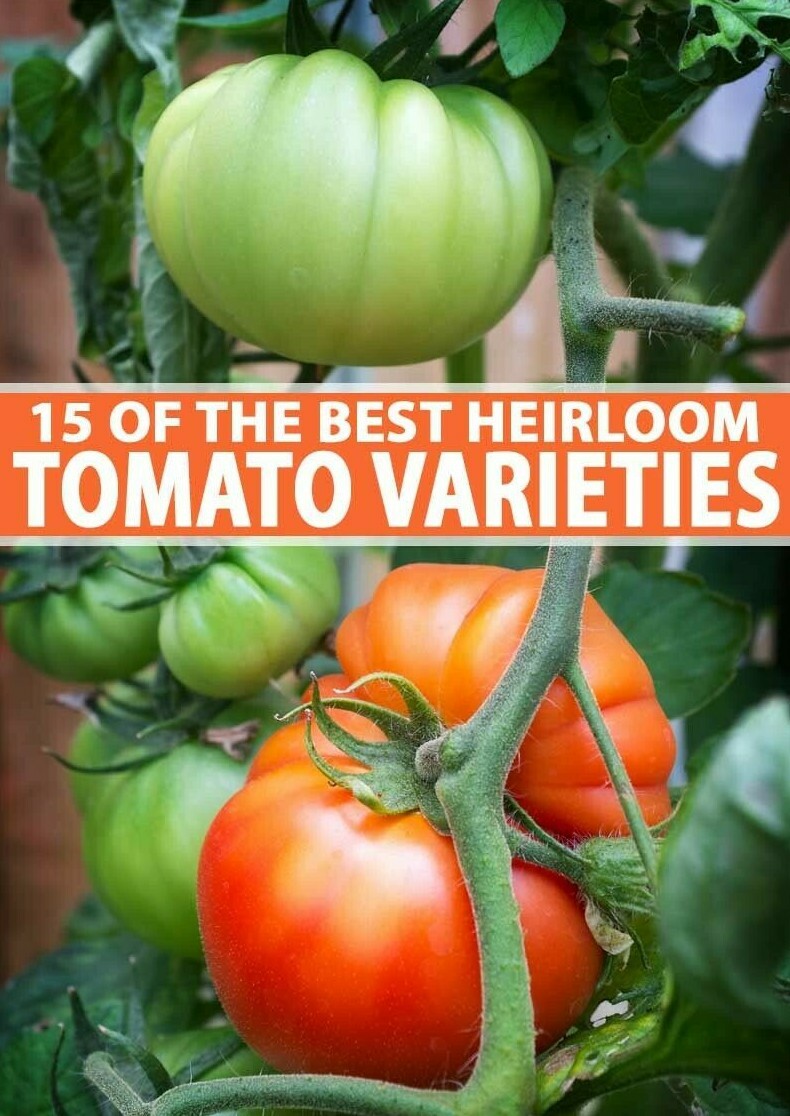 TOMATO Heirloom Mix 40 Seeds ALL TYPES NON-GMO spring summer garden RARE TASTEE!