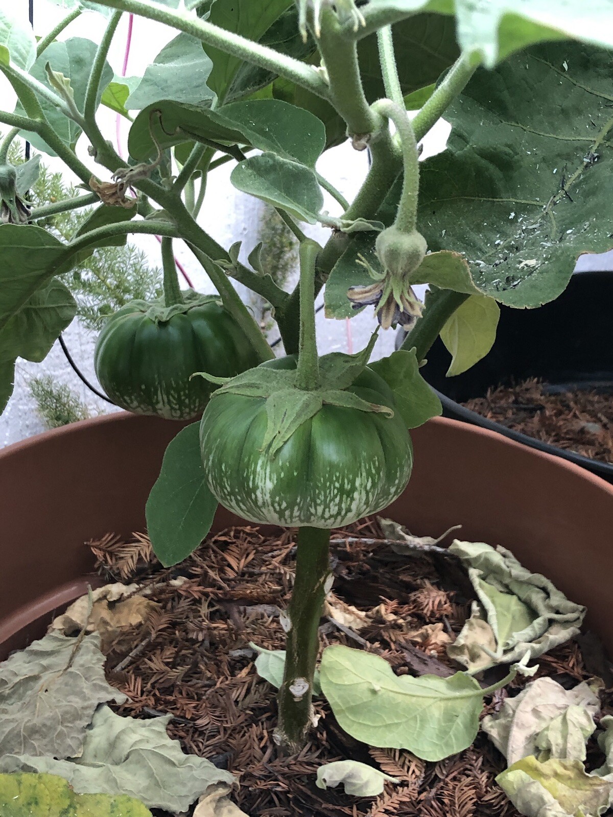 30+ cambodian Green Giant Eggplant Seeds Grown Organically Non GMO