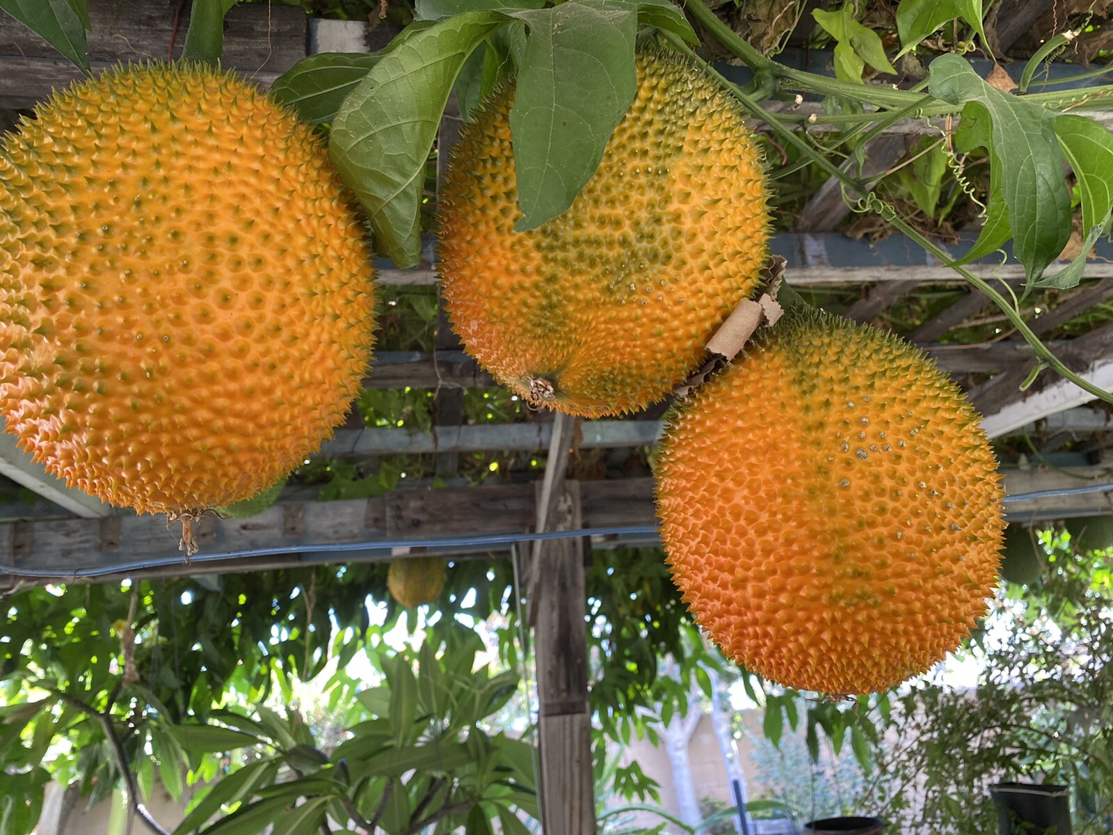GAC FRUIT Melon Vine Momordica Cochinchinensis Seeds ( Hột Trái Gấc )