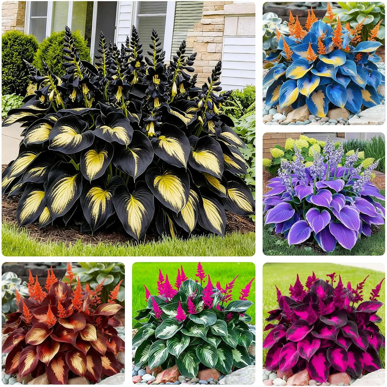 170+ Mix Hosta Seeds for Planting – Perennial Shade Garden Plant Seeds