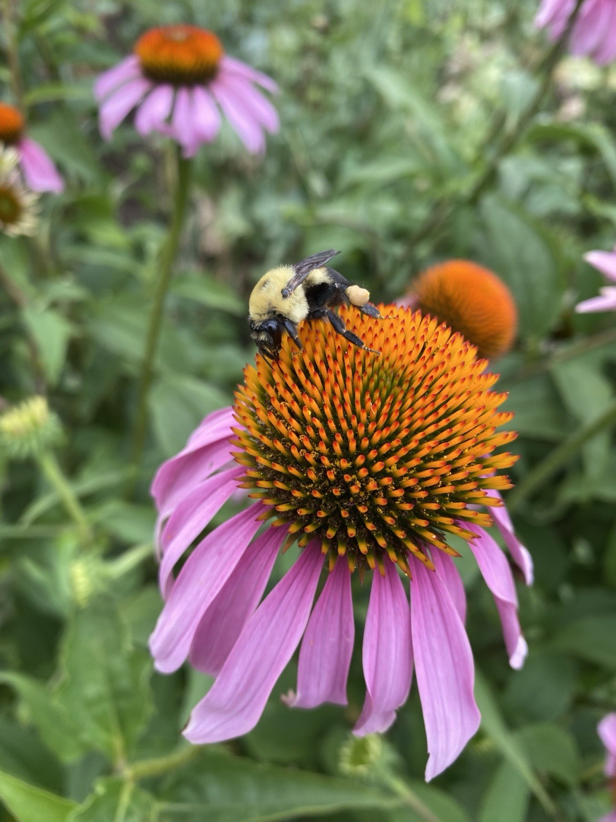 Echinacea Purpurea Seeds, 50 seeds. FREE SHIPPING. Attracts pollinators.