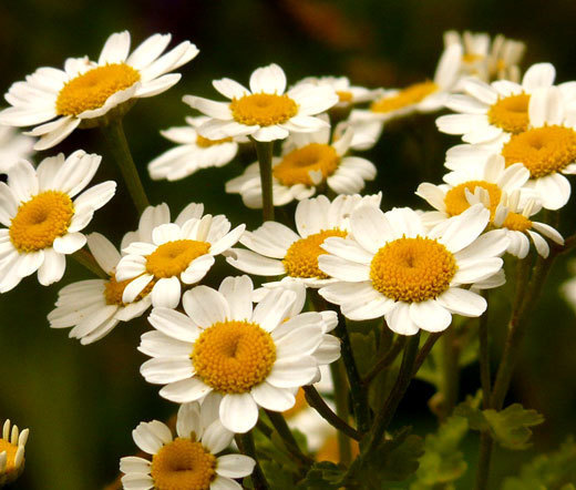 FEVERFEW Tanacetum Parthenium – 2,000 Bulk Seeds