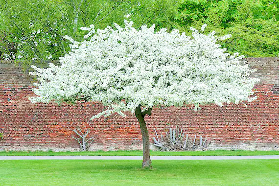 Sargent’s Crabapple Tree | Premium Seeds | Malus sargentii ‘Fall’ | Plants’®
