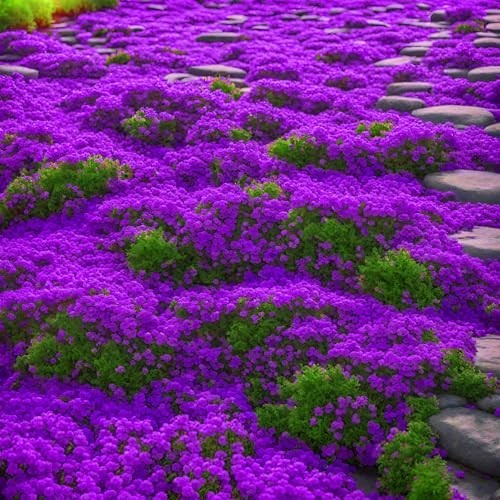 2000+ Purple Creeping Thyme Seeds Ground Cover Heirloom Garden Planting Fresh