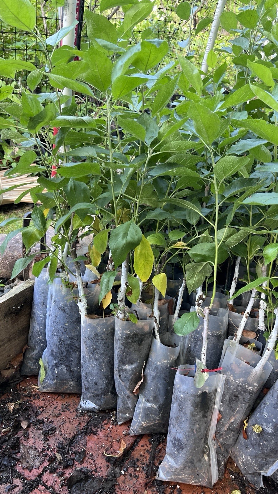 8-12″ tall White Transparent Apple Grafted Tree, 1 Year Old