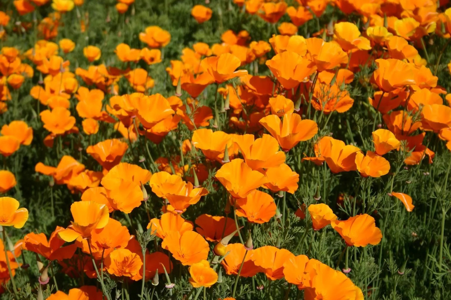 Poppy- California Orange- 1000+ Seeds