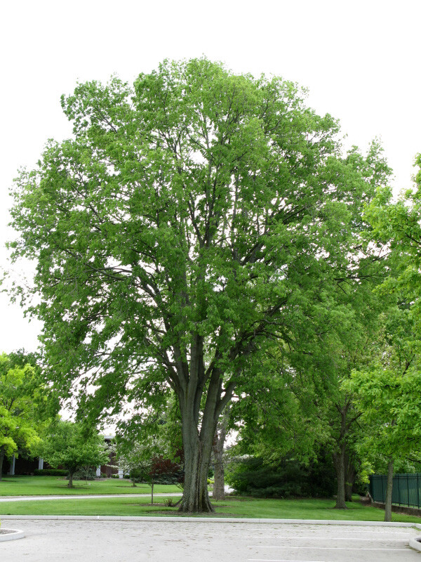 Hackberry, Celtis occidentalis, Tree Seeds