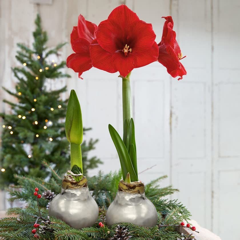 Waxed Amaryllis Bulb 2-Pack – Silver with Red Blooms, Low Maintenance Holiday Gi