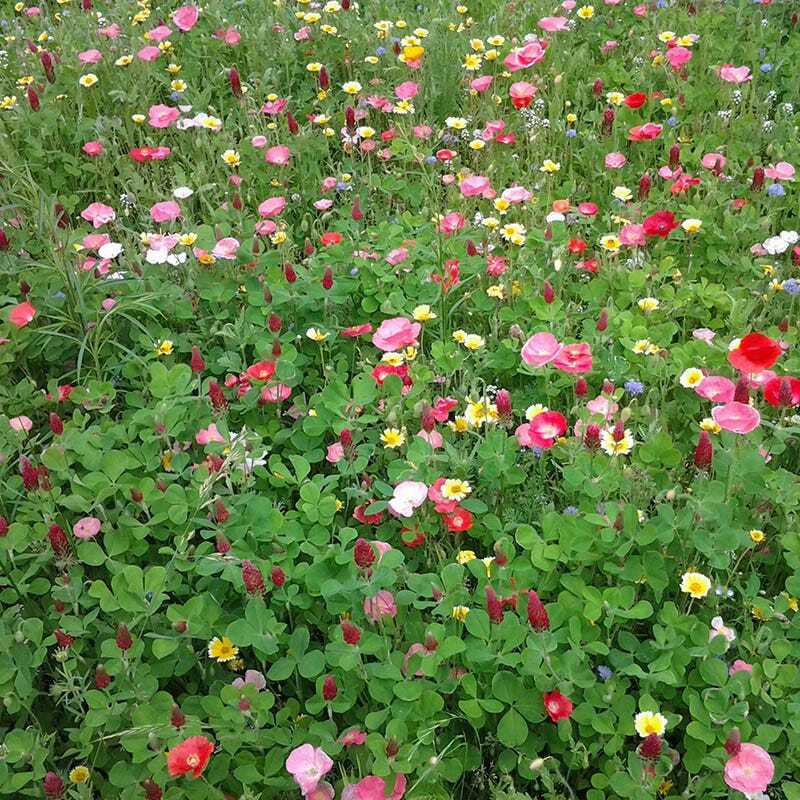 Landscaper’s Pack BUTTERFLY & HUMMINGBIRD Mix Pollinator Garden 5000+ Seeds!