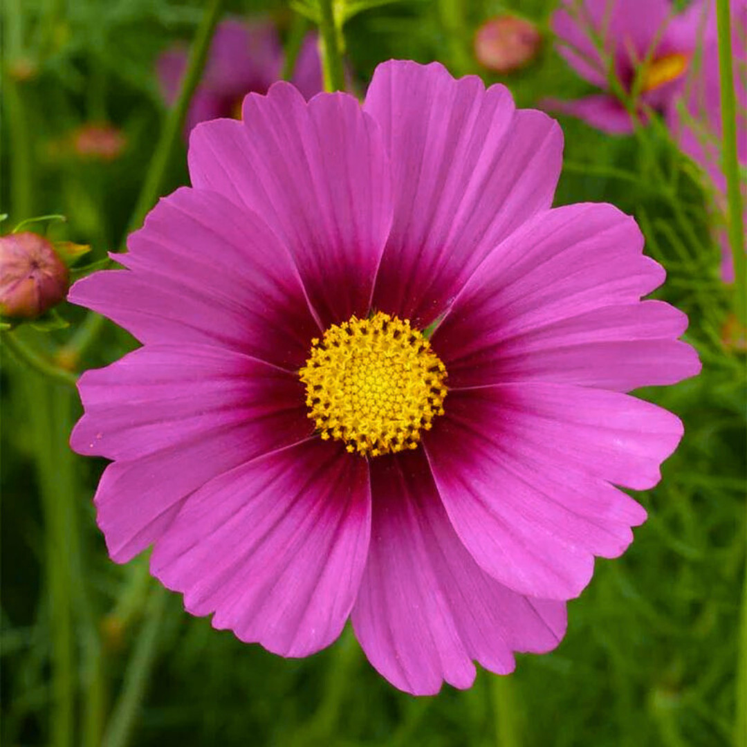 Fresh Beautiful Cosmos Seeds | Radiance | Heirloom Non-GMO | Flower Seeds