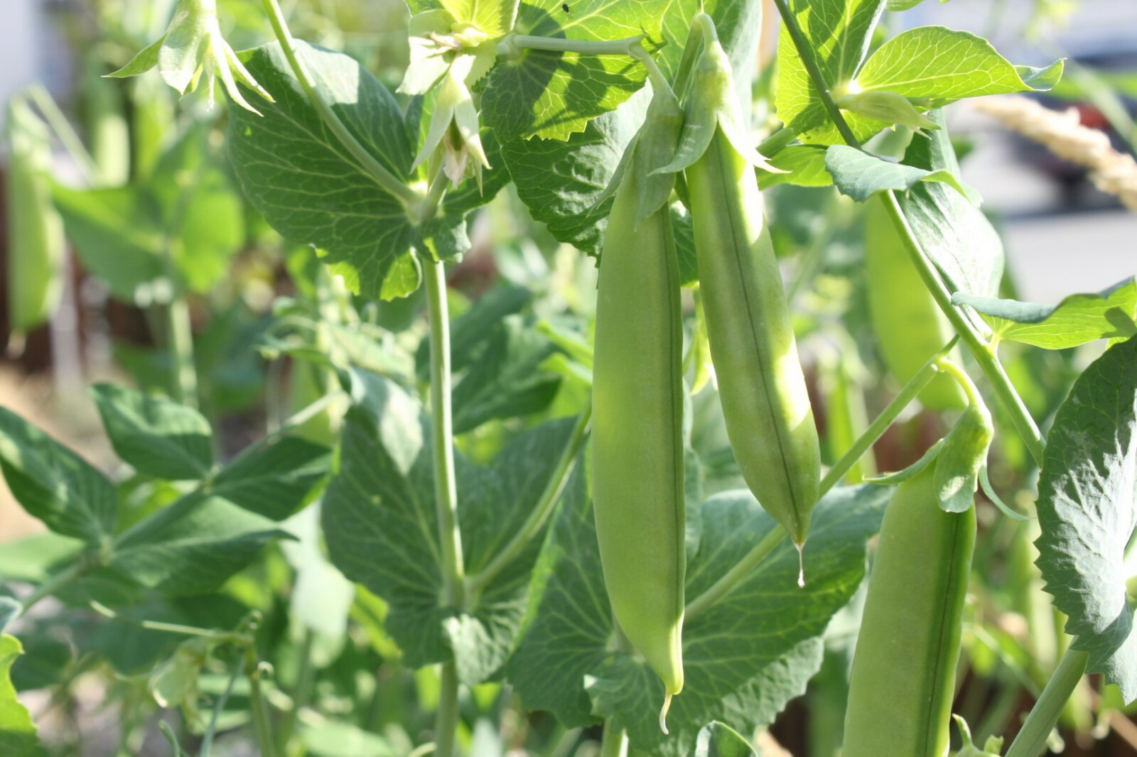 100+ Sugar Snap Peas