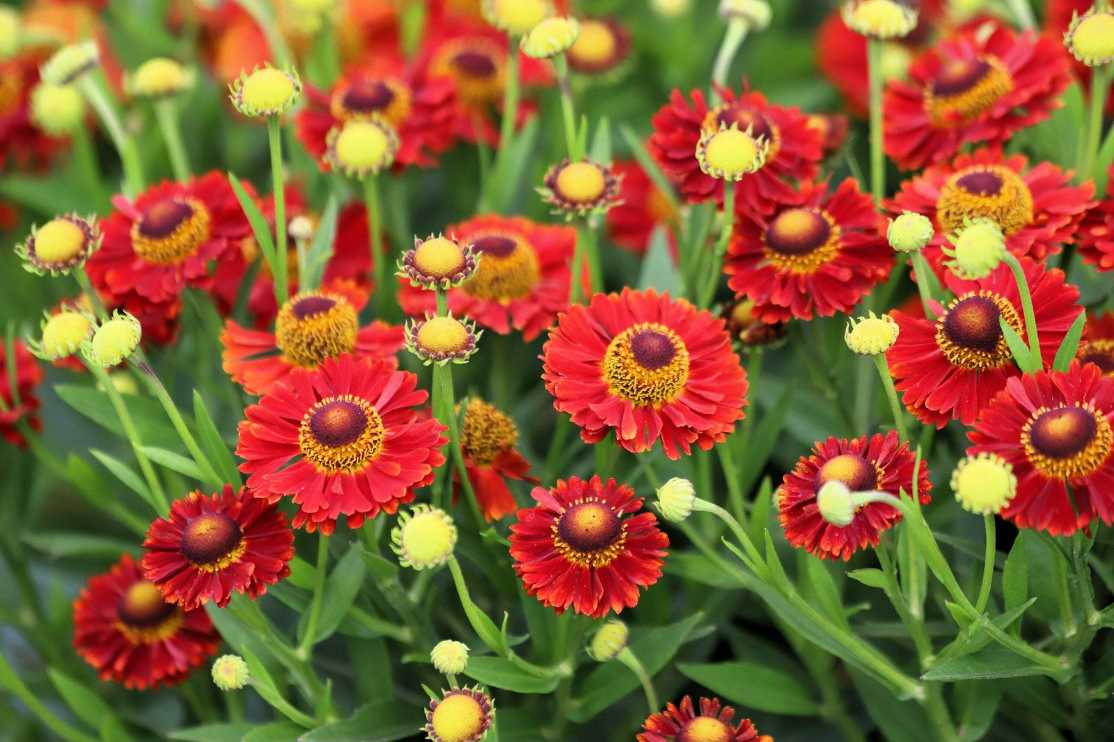 100 HELENIUM AUTUMN LEAVES Mix Helenium Autumnale Sneezeweed Flower Seeds