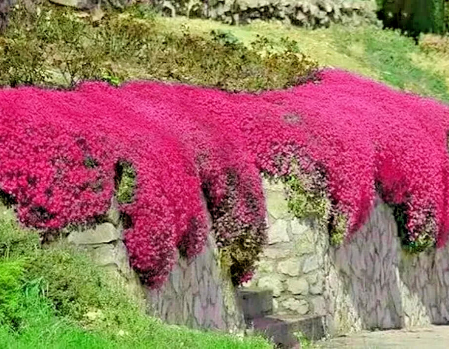 1000+ Red Creeping Thyme Seeds — Groundcover — Non-GMO — FRESH