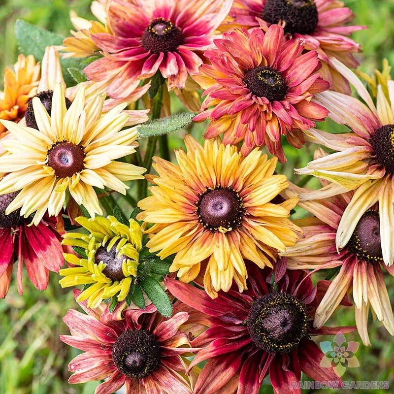 200+ Sahara Mix Rudbeckia Seeds for Garden Planting – USA – FREE SHIPPING!