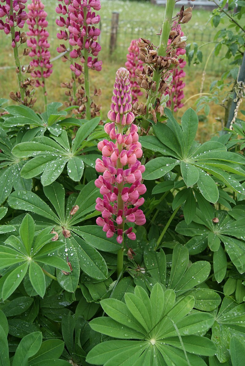 RUSSELL LUPINE MIX 50 SEEDS, MIX OF RED, PURPLE, BLUE/WHITE, PINK, AND MORE…