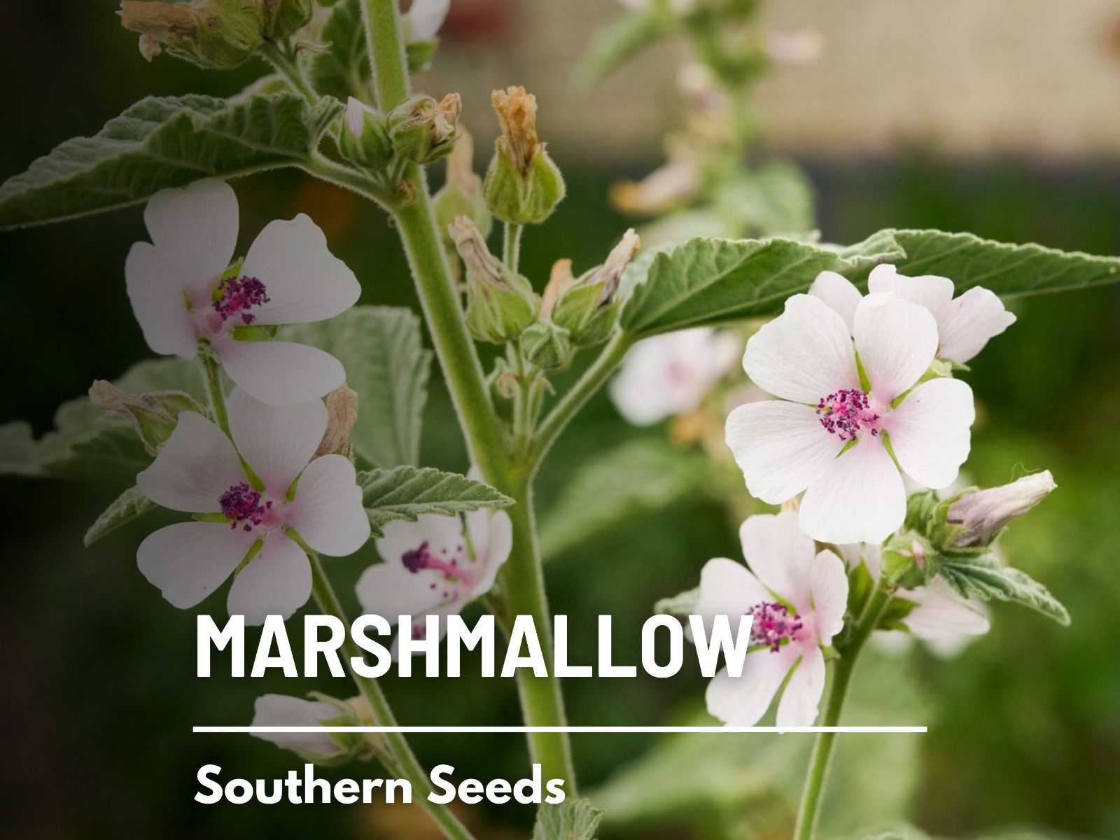 Marshmallow (Althaea Officinalis), Ancient Herbal Medicine – 50 seeds