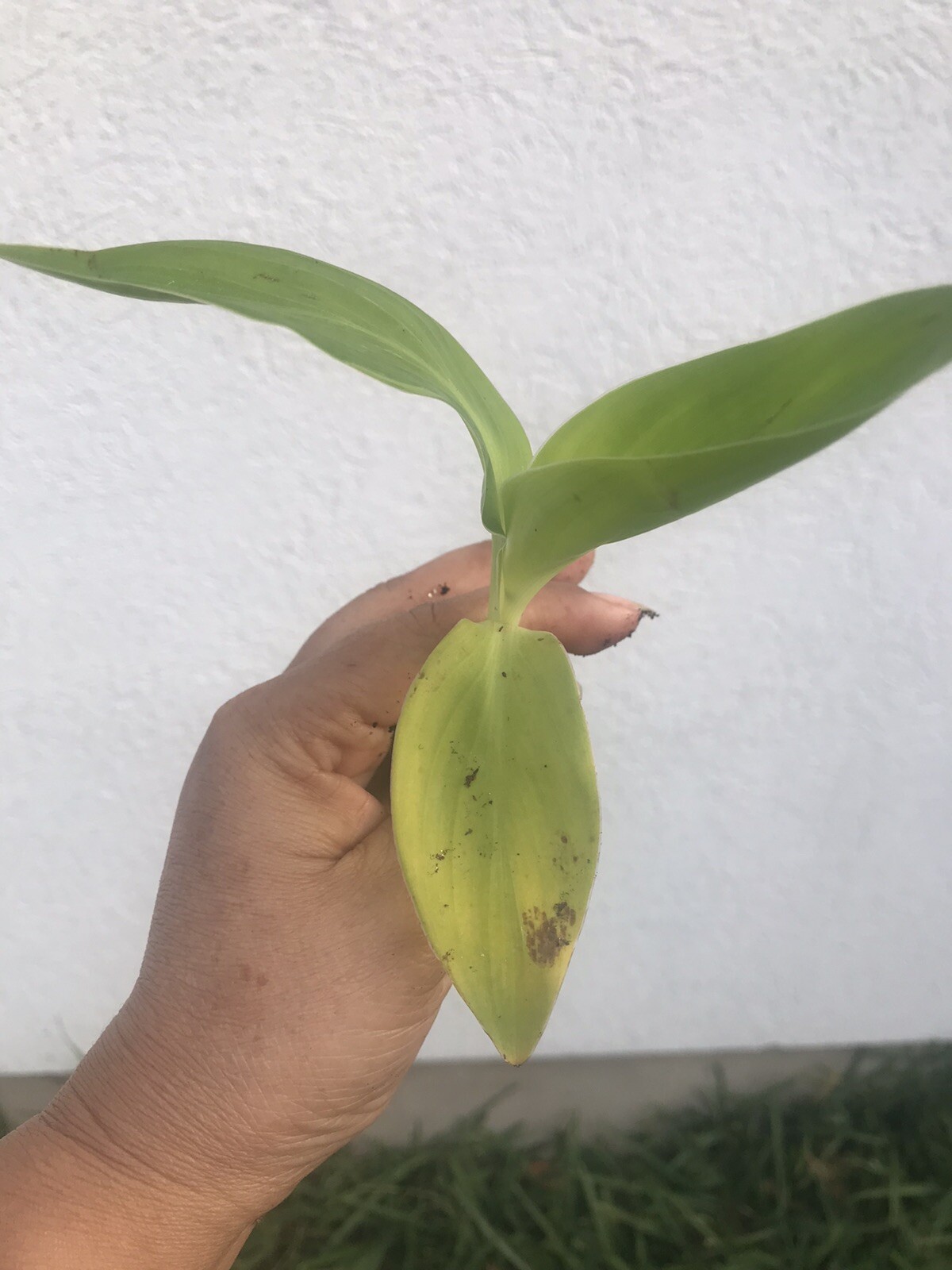 1 Alaska White Canna Lily Rhizome Live Plant “ White Blooms” Well Rotted
