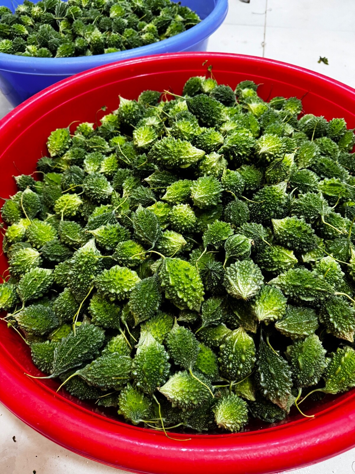 FOREST BITTER MELON SEEDS – HẠT KHỔ QUA RỪNG