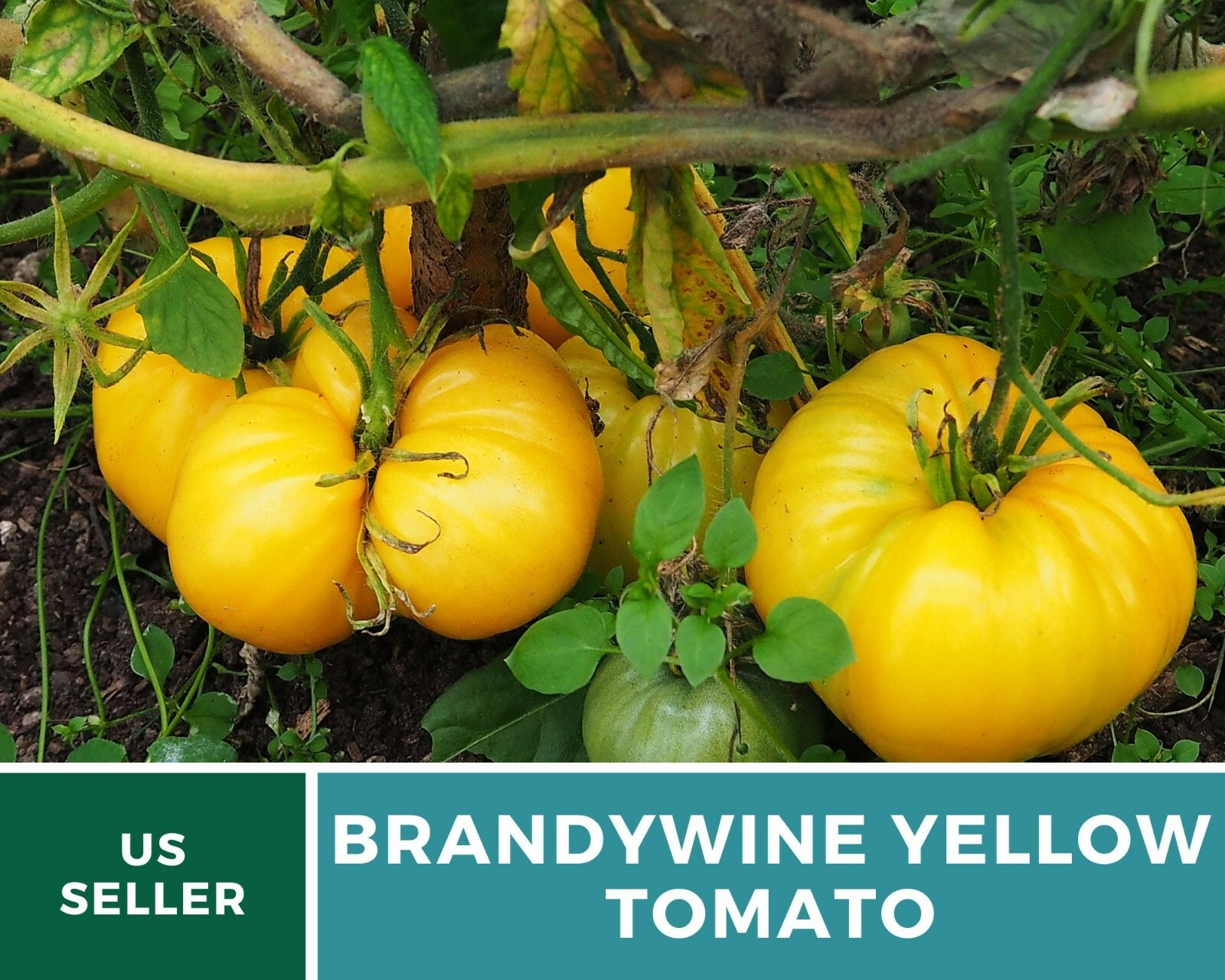 Tomato, Brandywine Yellow – Heirloom Seeds – NonGMO (Solanum lycopersicum)